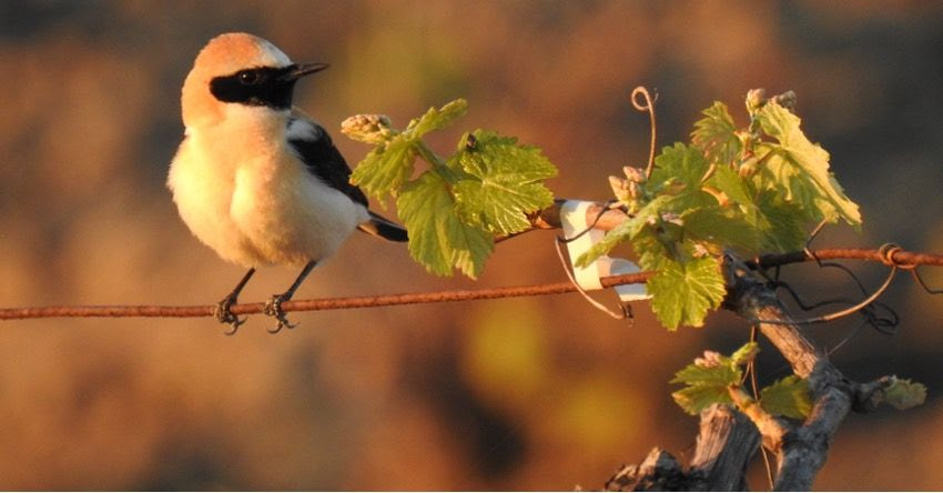 GONZÁLEZ BYASS IMPULSA LA BIODIVERSIDAD EN CÁDIZ CON SU PROYECTO ‘VIDAS’